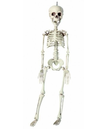 Skeleton 76cm