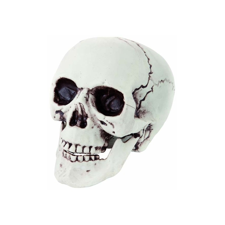 Crâne en Plastique